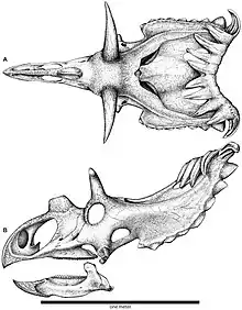 Drawing of a dinosaur skull withy many horns from above and the side