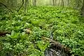 Skunk cabbage leaves and blooming marsh marigolds (Caltha palustris) in a wooded marsh