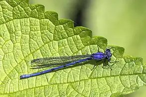 Sky-blue dancerA. medullaris male