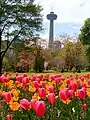 View of the tower from Panoramic Parkway during the blooming of the tulips in springtime.