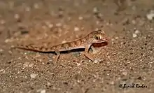 Slevin's sand gecko (Stenodactylus slevini) from United Arab Emirates