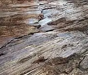 Slickensides on a fault plane in Corona Heights Park, San Francisco