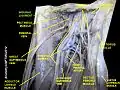 Inguinal ligament