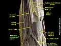 Brachial cutaneous nerve
