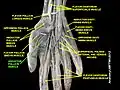 Adductor pollicis muscle