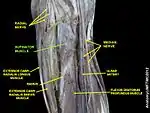 Supinator muscle