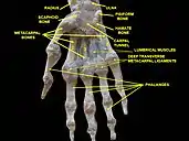 Wrist joint, deep dissection. Anterior palmar view.