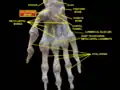 Scaphoid forms the radial (thumb-side) border of the carpal tunnel. Wrist joint. Deep dissection. Anterior (palmar) view.