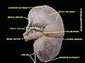 Renal vein