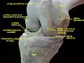 Knee joint.Deep dissection. Anteromedial view.