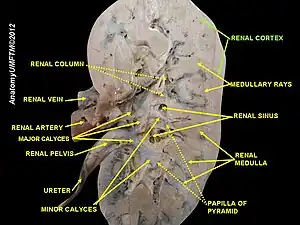 Renal cortex