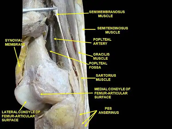 Muscles of the posteromedial thigh, medial view.