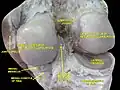 Right knee in extension. Deep dissection. Posterior view.