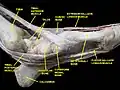 Ankle joint. Deep dissection. Medial view