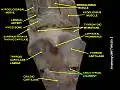Cricothyroid ligament