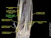 Extensor carpi radialis longus muscle