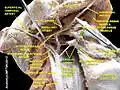 Lingual artery