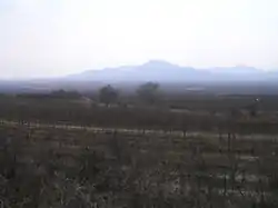 A misty vineyard at Tokay in Slovakia.