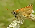 Small skipper, Thymelicus sylvestris, on Yorkshire fog in anthill meadow