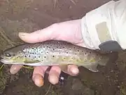 Small brown trout from the River Worth