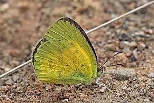 E. b. pulchella, Madagascar