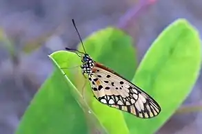 Female A. s. serenaGambia