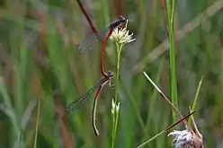 in tandemfemale form typica