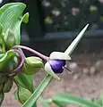A budding Tradescantia flower