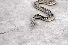 Poisonous snake in Tharparkar
