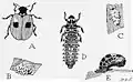 Life cycle of Adalia bipunctata. Illustration from Insects, Their Way and Means of Living by R. E. Snodgrass
