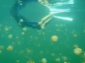 A golden jellyfish bloom in Jellyfish Lake, Palau