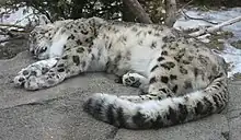 A sleeping snow leopard at the Buffalo Zoo.