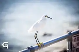 Ponce Inlet Beach, Florida, United States.