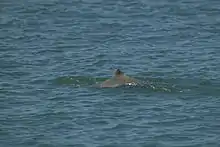 Australian snubfin dolphin