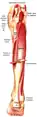 Muscle layer under the gastrocnemius