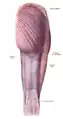 Gluteus maximus is the most superficial muscle of the hips, here visible at top centre with skin removed from the entire right leg