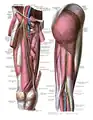 Innervation and blood-supply of the gluteus maximus.