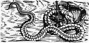 Olaus Magnus's Sea Orm, 1555