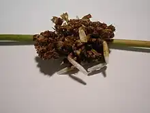 Pupal cases on Juncus flower heads