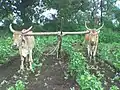 Black soil in farm near Shahada 2 to 3 metres above rock