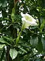 Side view of white-flowered form, showing trumpet shape of corolla.