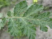 S. rostratum leaf