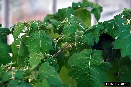 Prickles on the leaves of Solanum viarum.