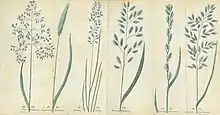 Botanical illustration grasses.