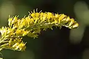 Inflorescence of S. altissima