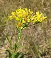 Subspecies glabrata has hairless outer phyllaries, and a less pubescent stem and leaves