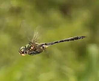 male in flight