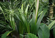 Sommieria leucophylla - Kew Gardens