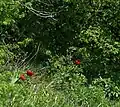 peonies in the Sondite site