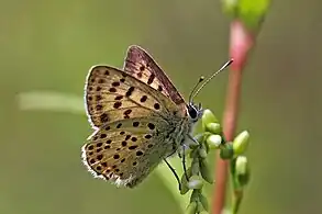 Male, Amarante, Portugal